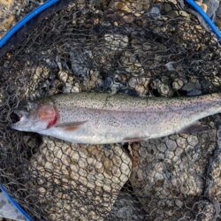 トラウト狙いリベンジ